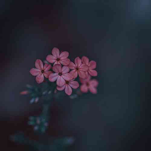 سجاد حسینی فلک داد و فلک داد و فلک داد آی گل بختیاری